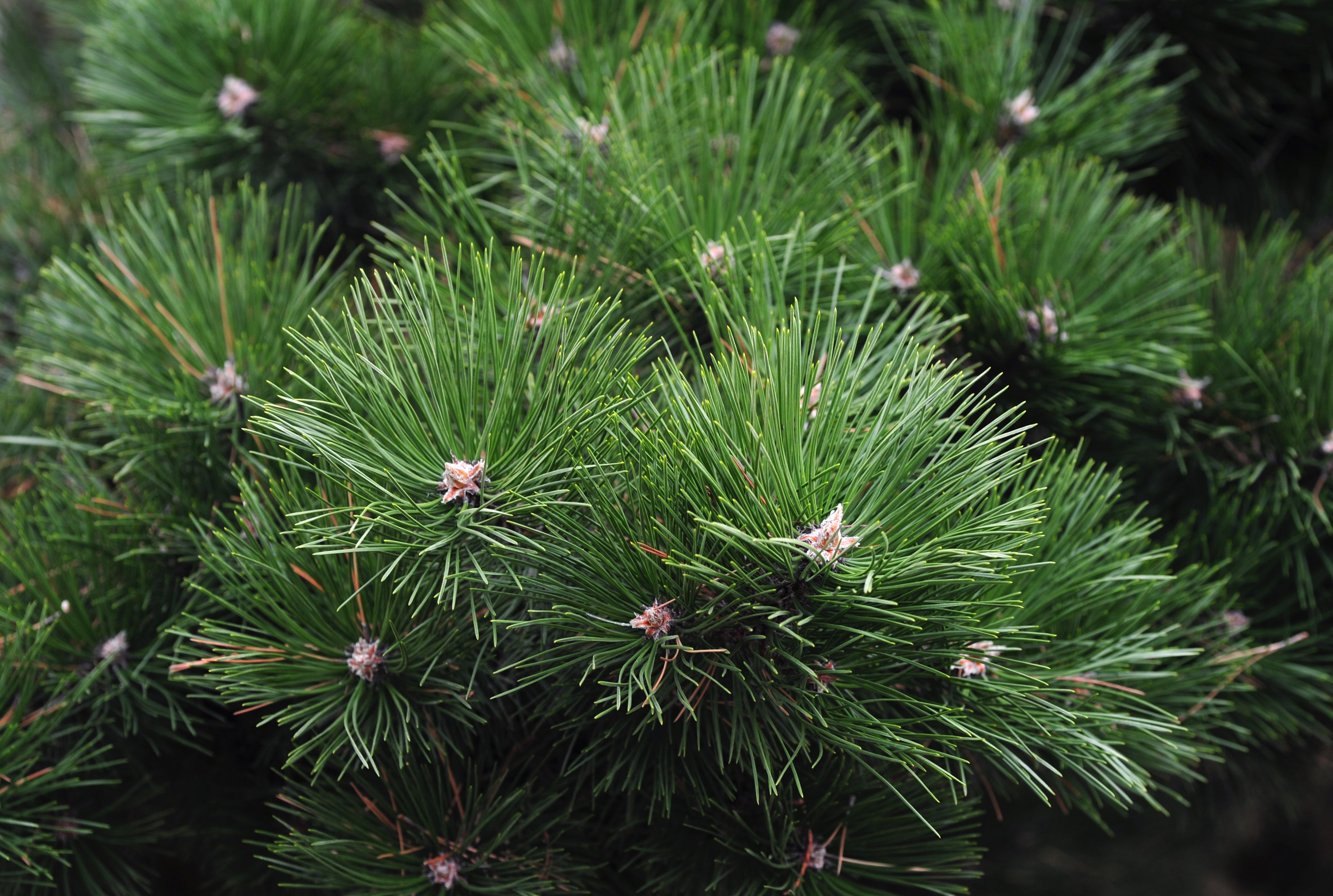 Can Scotch Pine Trees Thrive in Boise, ID?