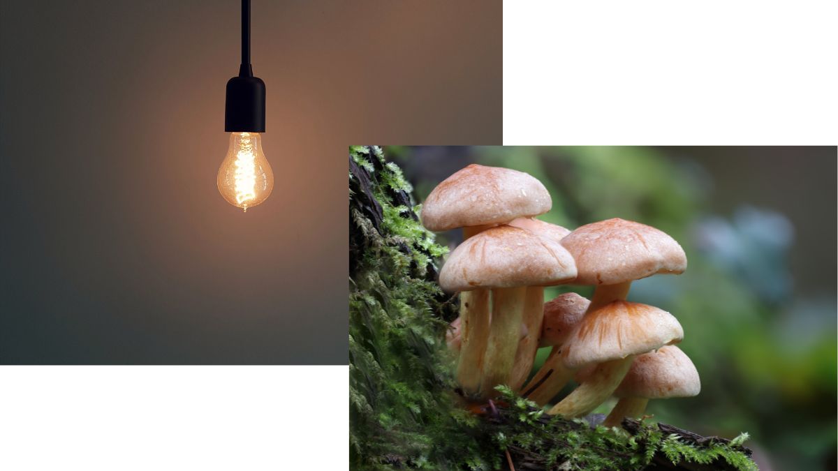 Does Light Affect Scotch: Unraveling the Impact on Flavor and Quality