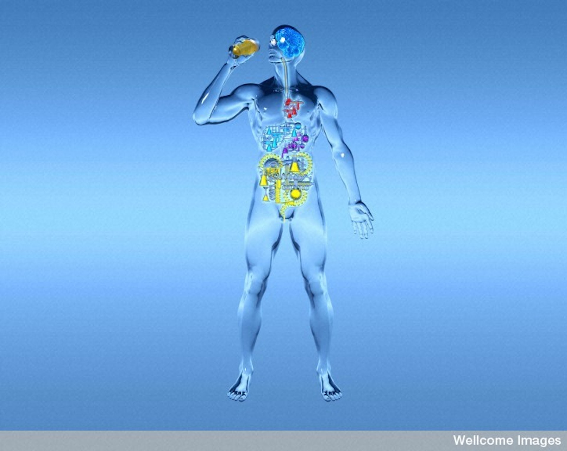 <h2>How does beer affect the body</h2>